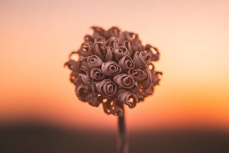 a close up of a flower with a sunset in the backgroundの素材