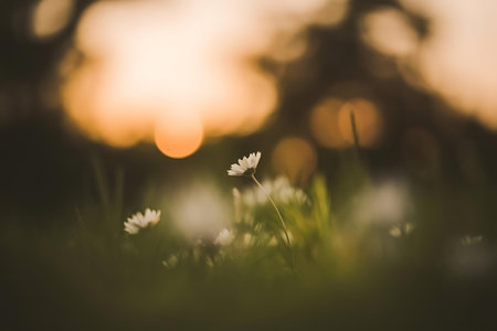 a flower in the grass with the sun setting behind itの素材
