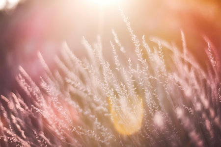 a close up of a field of grassの素材