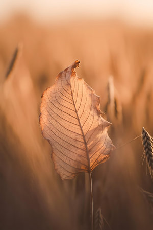 a leaf in the middle of a fieldの素材