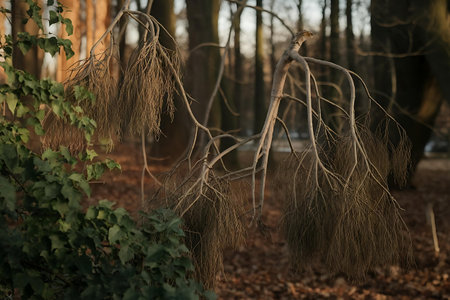 a bunch of dead leaves in a forestの素材