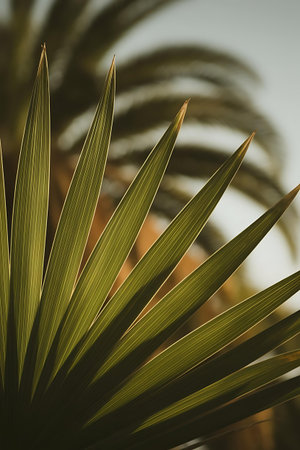 a palm tree with a blue sky in the backgroundの素材