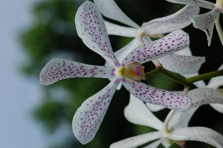 white orchids