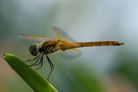 dragonflyの写真素材