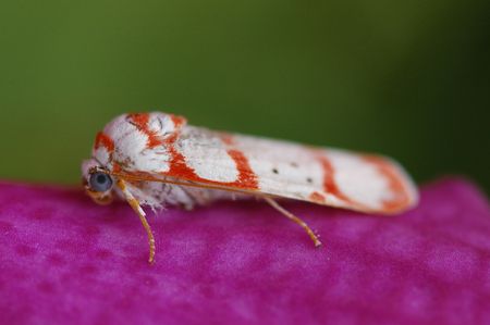 nature insect