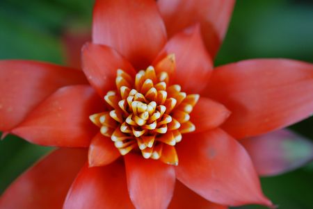 red flowerの写真素材