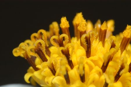 flowerの写真素材