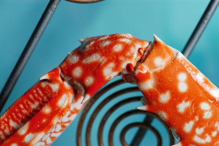 crab and iron coil                      の写真素材