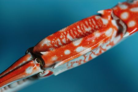 crab tong の写真素材