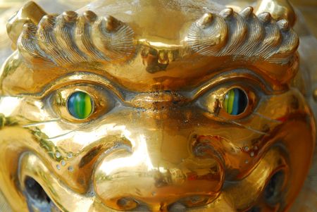 brozne lionの写真素材