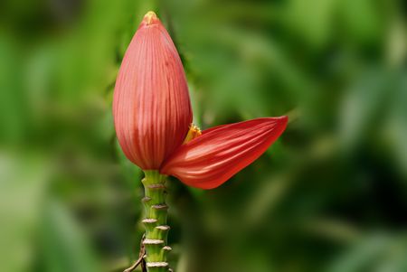 banana flowerの写真素材
