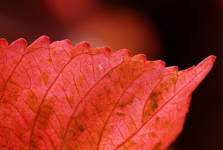red leaf