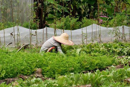 farmerの写真素材