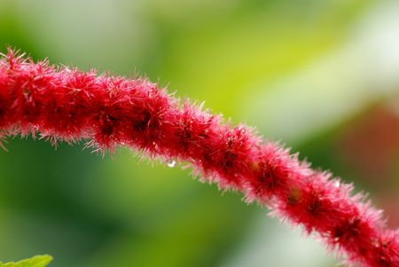 red flowersの写真素材