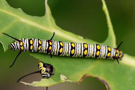 butterfly wormの写真素材