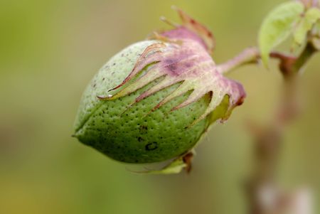 cotton treeの写真素材