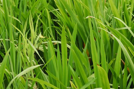 green grass in the parks