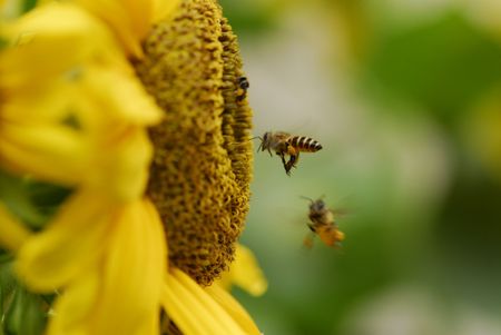 bees and sunflowers in the city parksの写真素材