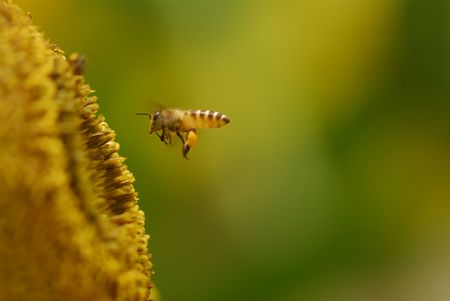 bees and sunflowers in the city parks