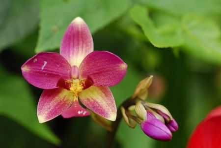 red color orchids plants in the gardensの写真素材