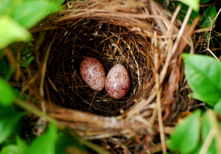 bird eggs in the bushes の写真素材