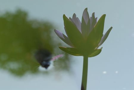 water lily inside the pondsの写真素材