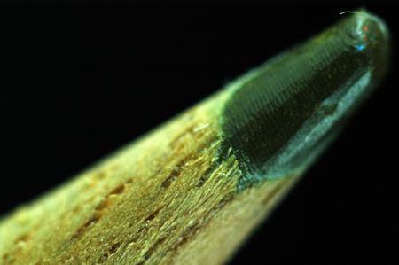 dark green color pencil on the table                           の写真素材