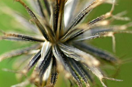 flower seeds in the parks                               