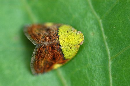 small insect in the parks                              
