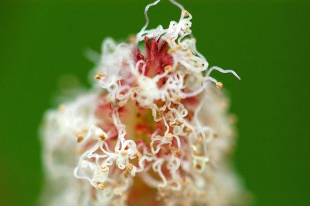 wild flowers in the parks                             の写真素材