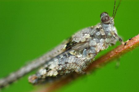 grasshopper in the parks                             