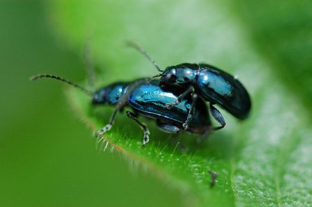 blue color beetles mating in the parks                           の写真素材