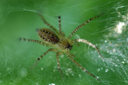          spider and spider web in the parks                            の写真素材