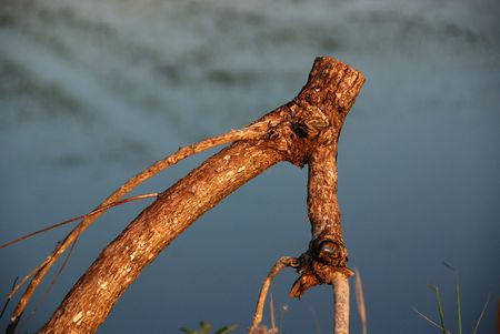 tree trunk in the countrysideの素材 [FY310876661]