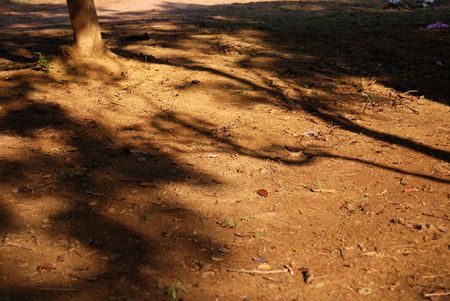 earth, tree and shadowの写真素材