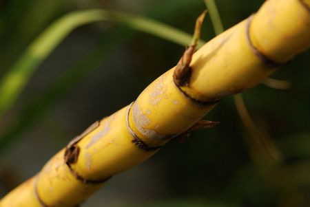 yellow sugar canes at the gardens の写真素材