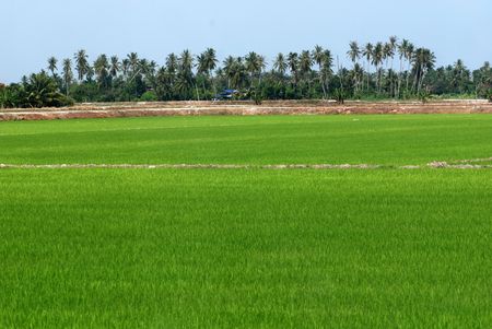 coconut trees and paddy field in the countrysideの写真素材
