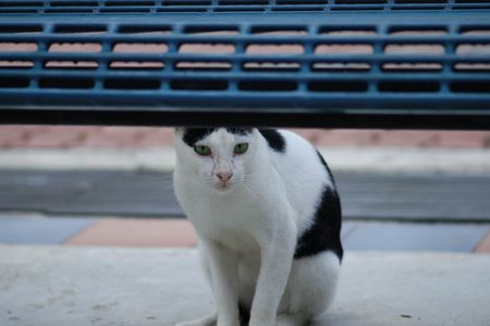 cat under a chair の写真素材