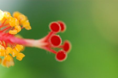 red color hibiscus in the gardens                                 の写真素材