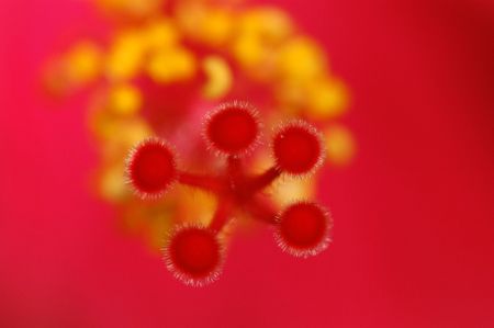 red hibiscus in the agrdens                               の写真素材
