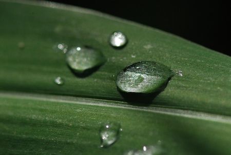 water droplets and green leaf