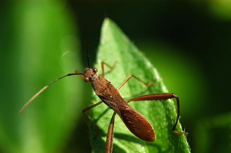 tiny insect in the parks                         
