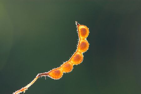 plants seeds  in the parks                               の写真素材