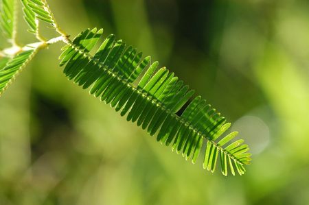 green leaf in the gardens                                 