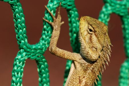 lizard and net inside the sportcentre の写真素材