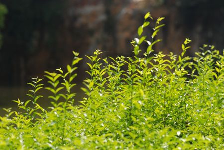 young leaf inside the parks の写真素材