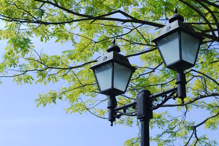 lamp post and tall trees inside the parks 