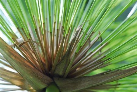 tall grass plant in the gardens の写真素材