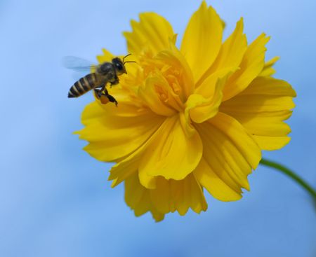 bee and flowers in the gardens 