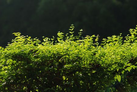 morning sun and plants at the parks の写真素材